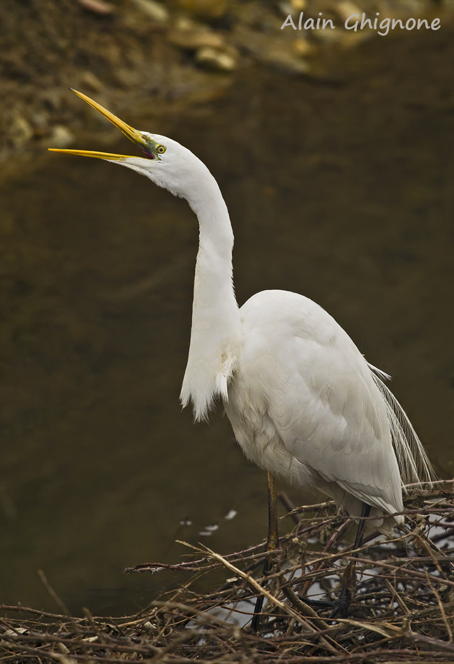 airone bianco a pesca